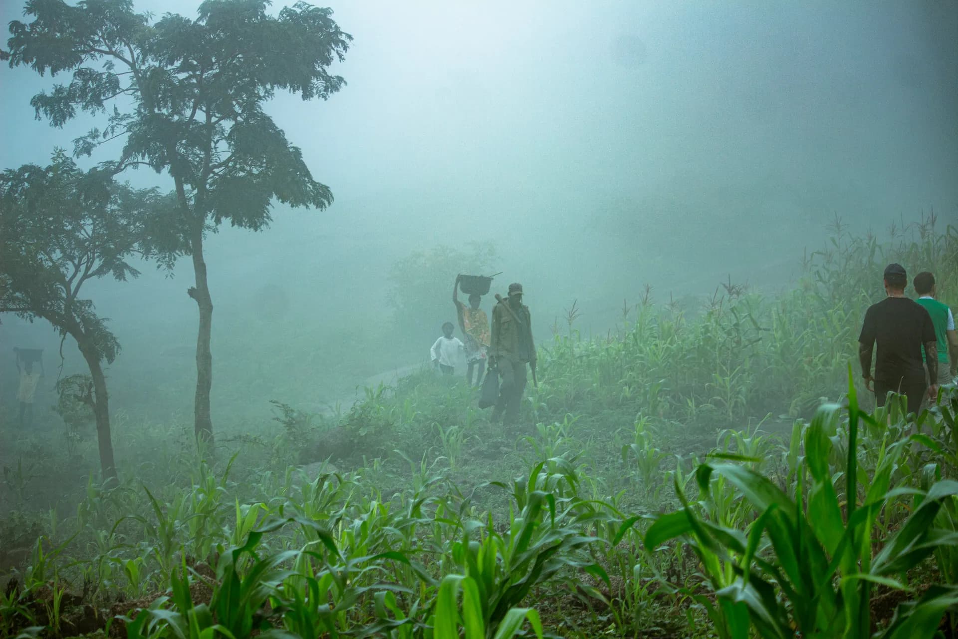 People walking up a green hillside in thick mist, a tree standing above them